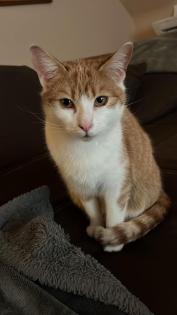 Zwei Katzen suchen ein neues zuhause