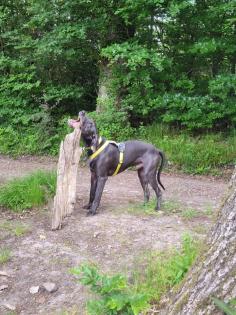 Blauer Weimaraner reinrassig