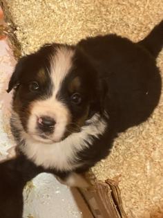 Berner Sennenhund Welpen