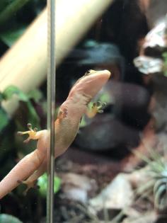 Gecko von der Art Phelsuma Parva