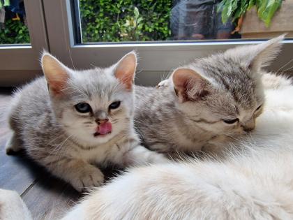 Reinrassige British Kurzhaar BKH Weiß-Grau Whiskas look