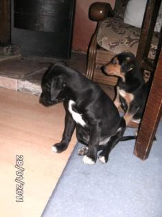 Süße Jagdterrier-Labrador-Mix-Welpen ab SOFORT abzugeben