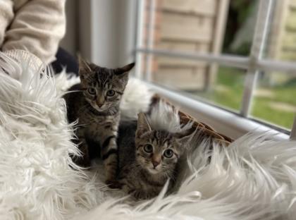 Russisch Blau Mix Kitten