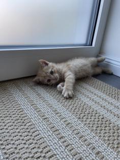 BKH Kitten Babykatzen