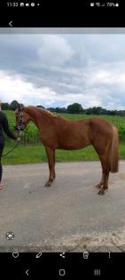 Deutsches Reitpony Stute