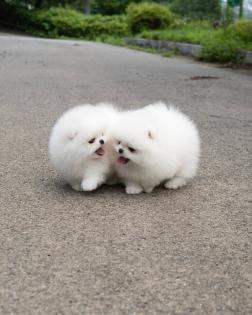 Szpic Pomeranian Welpen