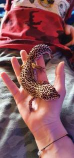 Leopardengecko Familie sucht neue und gemütliche zuhause