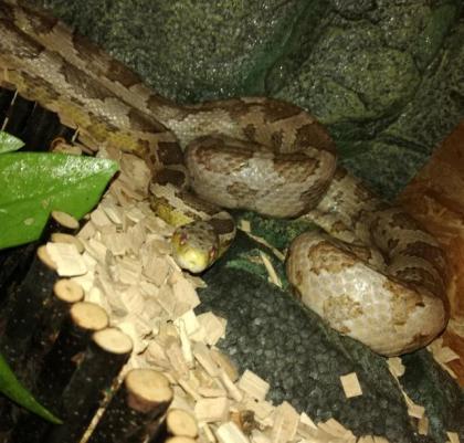 Bildschönes Kornnatternpaar mit Terrarium