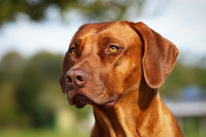 Rhodesian Ridgeback Deckrüde Livernose