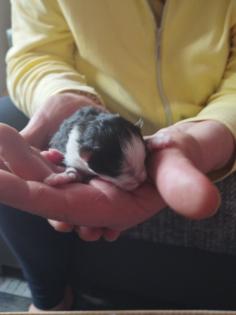 Super süße Katzen Babys