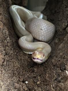 Terrarium mit 3 Kornnattern und Tausenfüssern