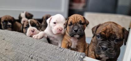 Boxer OEB Mix