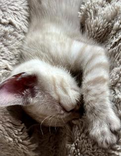 Snow Bengalen aus liebevoller Zucht mit TICA-Stammbaum - nur noch 2 zu haben