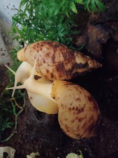 4 Achatschnecken Lisachatina Reticulata Jungtiere abzugeben