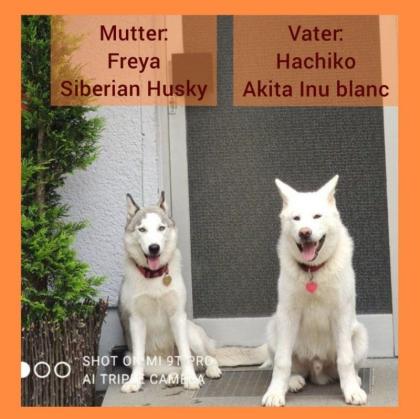 Akita Husky im Allgäu
