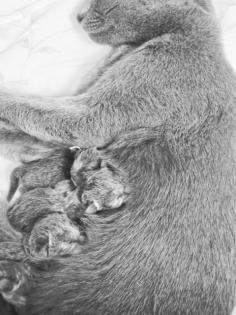 Russisch Blau Kitten mit Stammbaum