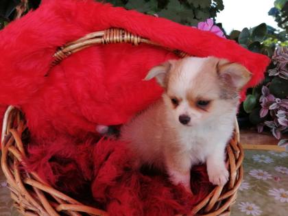 Süße Chihuahua-Welpen