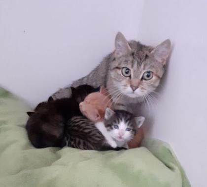 Kitten suchen liebevolles Zuhause aus dem Tierschutz