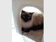 Ragdoll Katze Colourpoint Sealpoint