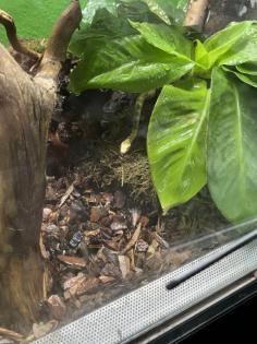 Kornnattern mit Terrarium