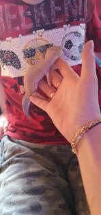 Leopardengecko Familie sucht neue und gemütliche zuhause