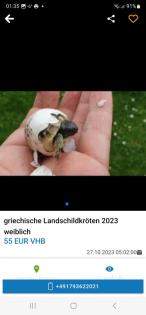 Griechische Landschildkröten Babys 2023 aus Hobbyzucht