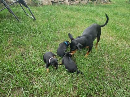 Zwergpinscher/Rehpinscherwelpen