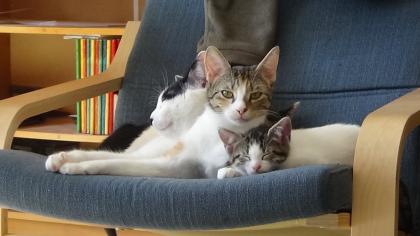 Kitten suchen ihr Zuhause