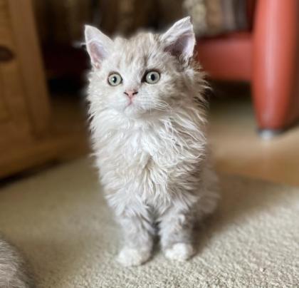 Selkirk Rex Kitten
