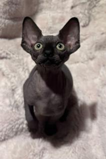 Kanadische Sphynx Kitten