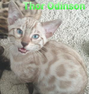 Reinrassige exklusive Bengalkitten