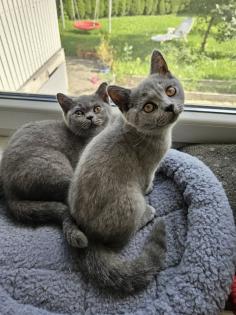 2 BKH Katze abgabebereit