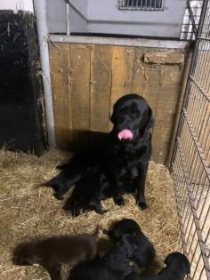 Labrador x Golden Retriever Welpen zu verkaufen