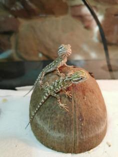 Zwergbartagamen Bartagamen Pogona henrylawsoni Jungtiere Nachzucht