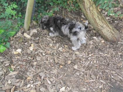 Shih Tzu Zwergpudel Mix Hündin sucht ein neues Zuhause