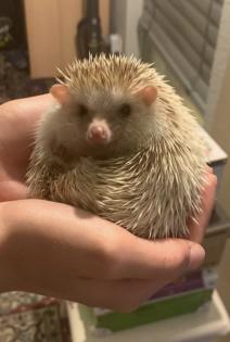 Weißbauchigel Timmi sucht ein liebevolles neues zu Hause