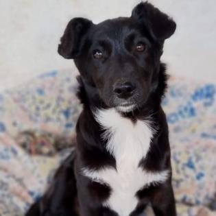 Rajani / Status sucht ein Zuhause