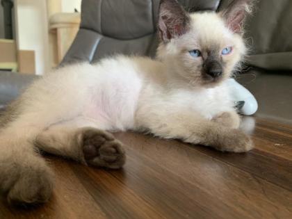 Siam Kitten, entwurmt und geimpft