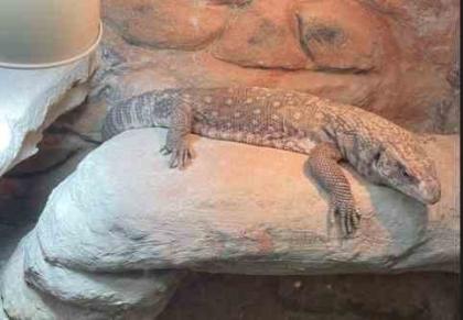 Steppenwaran varanus exanthematicus