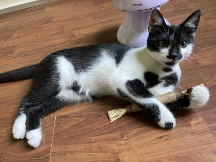 Katze, Siam/EK- Mix, 6 Monate alt, kastriert, abzugeben