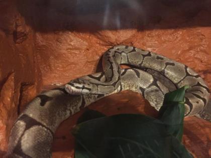 2 Königsphyton mit Terrarium umständehalber abzugeben