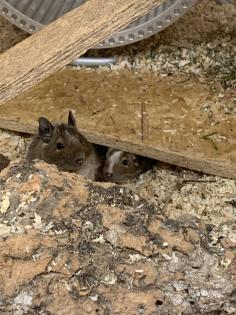 Degu männlich gescheckt