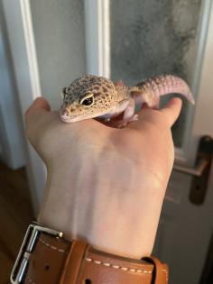 4 Leopardengekkos Männchen Handzahm mit oder ohne Terrarium / EINZELN ODER ALS GRUPPE
