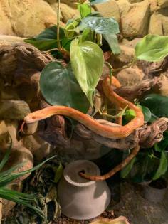 2 Kornnattern Pärchen inkl. großem Terrarium abzugeben