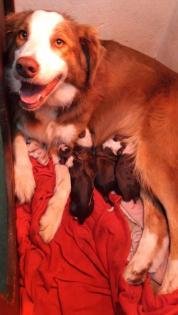 Reinrassige Border Collie Welpen mit Ahnenliste