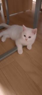 Babys Katzen zu verkaufen