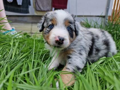 Australian Shepherd Welpen
