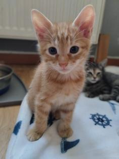 5 süße Kitten suchen ein liebevolles Zuhause