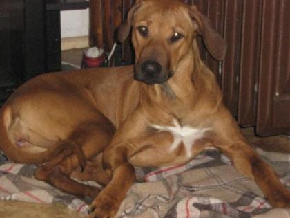 Rhodesian Ridgeback-Hündin abzugeben