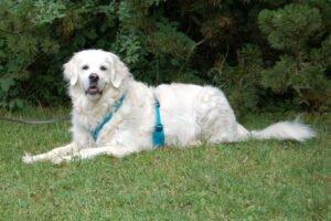 WHITHE AMY - weiblich 9 Jahre 55 cm 36 kg Golden Retriever Gechipt Kastriert Mit Ahnentafel